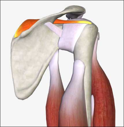 PRP Shoulder Anatomy Protocol