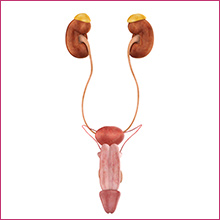 male-urology